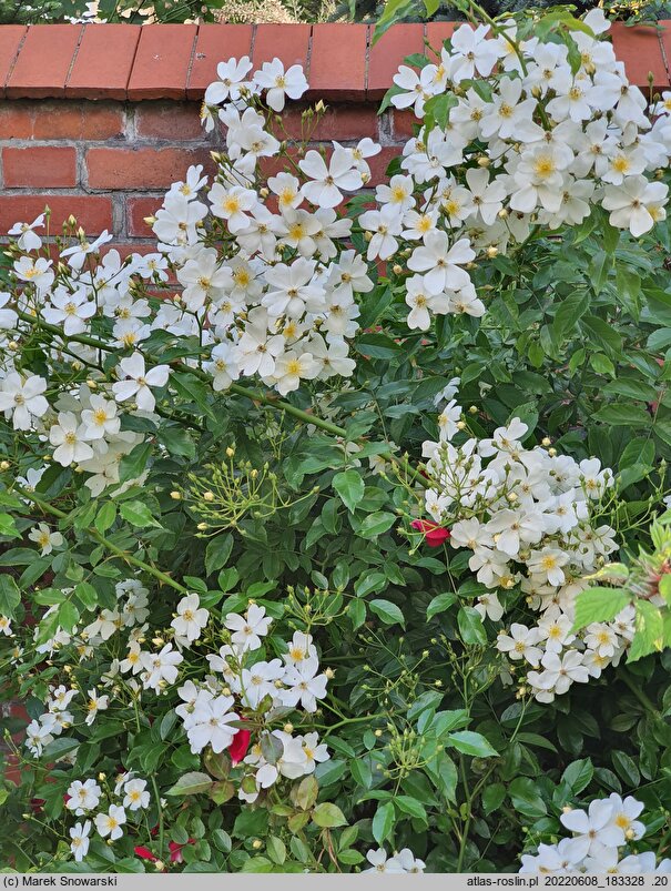 Rosa lucieae (róża Wichury)