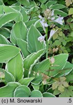 Hosta Frosted Jade