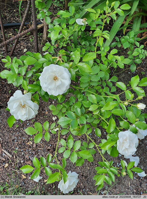 Rosa hort. Innocencia