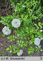 Rosa hort. Innocencia