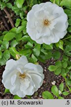 Rosa hort. Innocencia