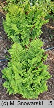 Polystichum setiferum Wollastonii
