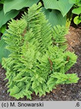 Polystichum setiferum Wollastonii