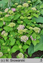 Hydrangea macrophylla Madame A. Riverain