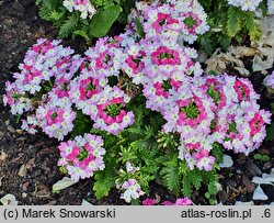 Verbena ×hybrida Lanai Twister Pink