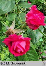 Rosa hort. Victor Verdier