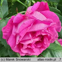 Rosa hort. Victor Verdier