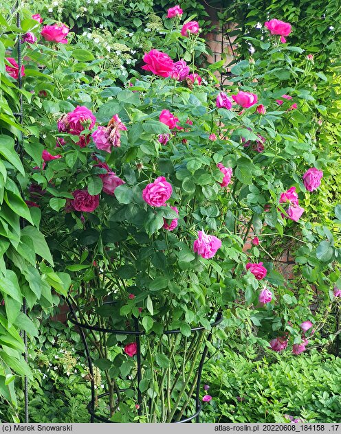Rosa hort. Victor Verdier
