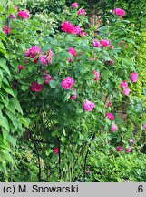 Rosa hort. Victor Verdier