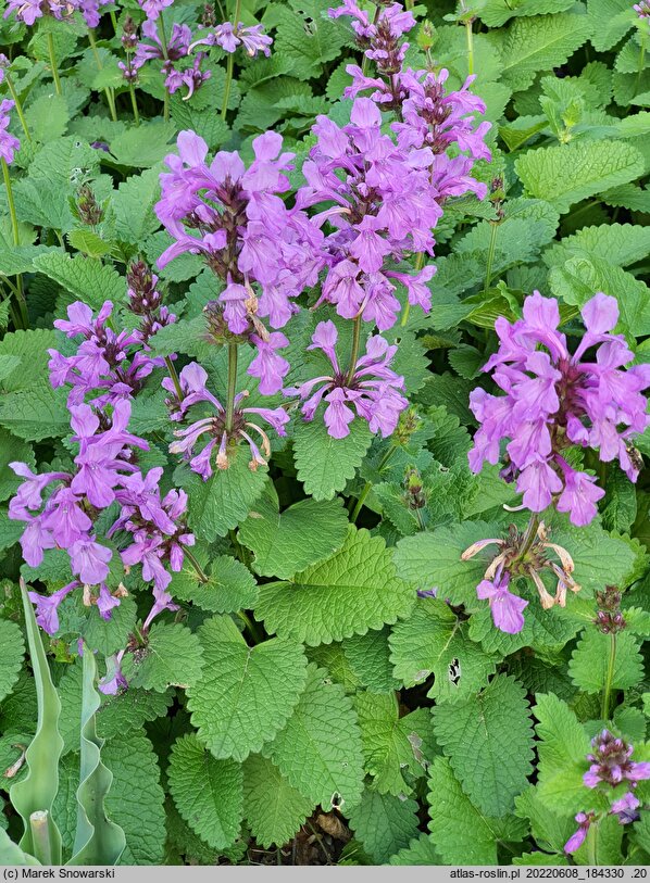 Betonica macrantha Superba