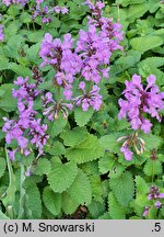 Betonica macrantha Superba