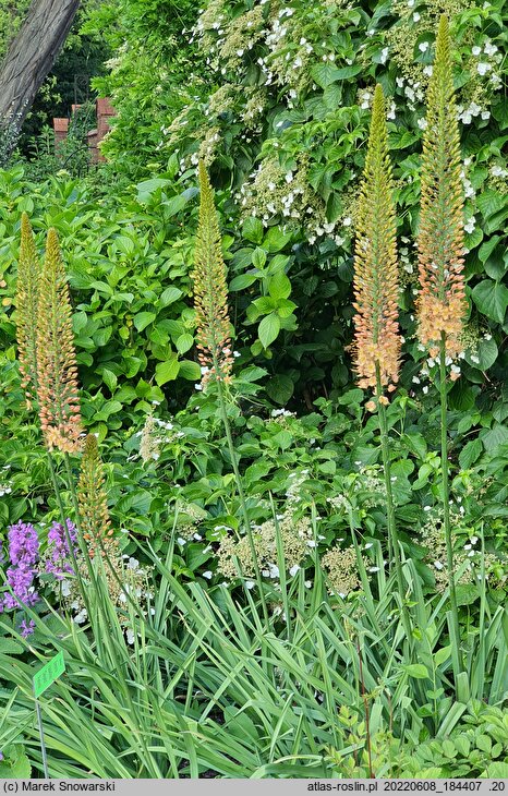 Eremurus ×isabellinus Cleopatra