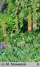 Eremurus ×isabellinus Cleopatra