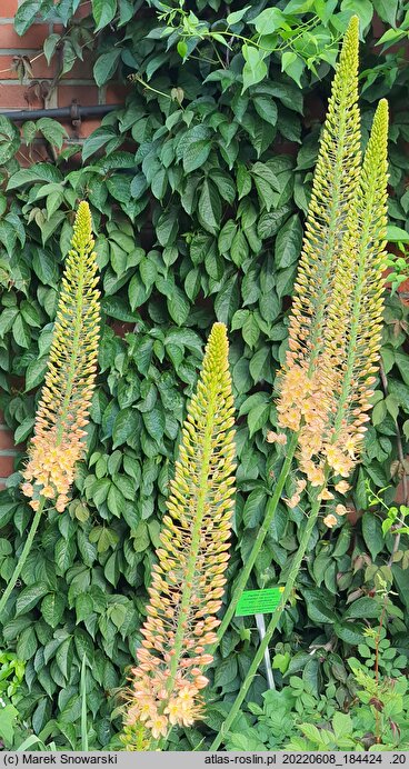 Eremurus ×isabellinus Cleopatra