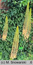 Eremurus ×isabellinus Cleopatra