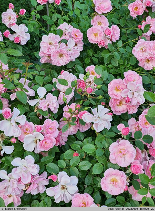 Rosa hort. Bournonville
