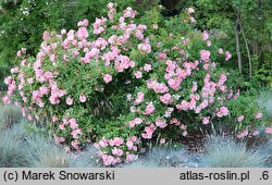 Rosa hort. Bournonville
