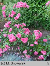 Rosa hort. Rosarium Uetersen