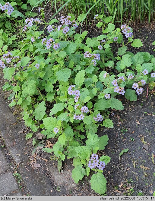 Phacelia bolanderi (facelia Bolandera)