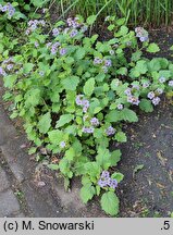 Phacelia bolanderi (facelia Bolandera)