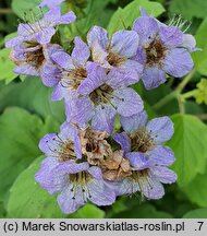 Phacelia bolanderi (facelia Bolandera)