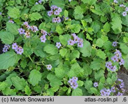 Phacelia bolanderi (facelia Bolandera)