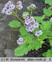 Phacelia bolanderi (facelia Bolandera)