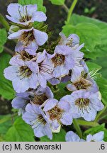 Phacelia bolanderi (facelia Bolandera)