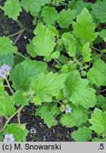Phacelia bolanderi (facelia Bolandera)