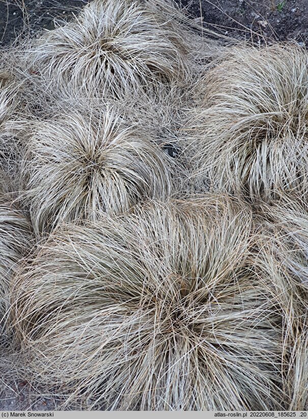 Carex comans (turzyca włosista)