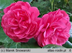 Rosa hort. Elmshorn