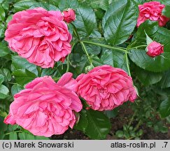 Rosa hort. Elmshorn