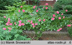 Rosa hort. Elmshorn