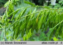 Isatis tinctoria (urzet barwierski)