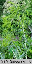Isatis tinctoria (urzet barwierski)