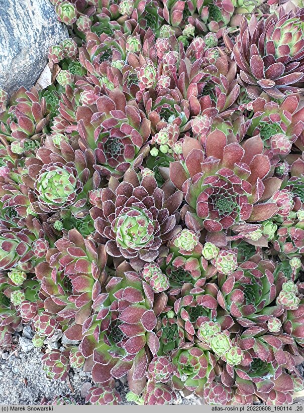Sempervivum pseudo-arachnoideum