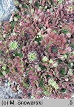 Sempervivum pseudo-arachnoideum