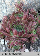 Sempervivum pseudo-arachnoideum
