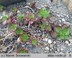 Phedimus spurius Purpurteppich