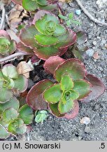 Phedimus spurius Purpurteppich