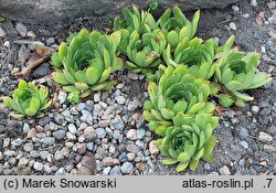 Sempervivum dolomiticum