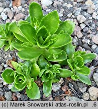 Orostachys malacophyllus