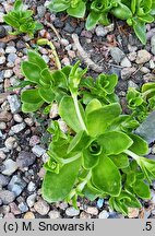 Orostachys malacophyllus