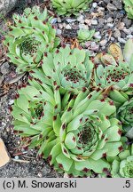 Sempervivum Purple Rain