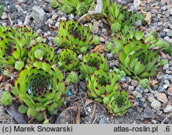 Sempervivum tectorum Seerosenstern