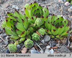 Sempervivum tectorum Seerosenstern