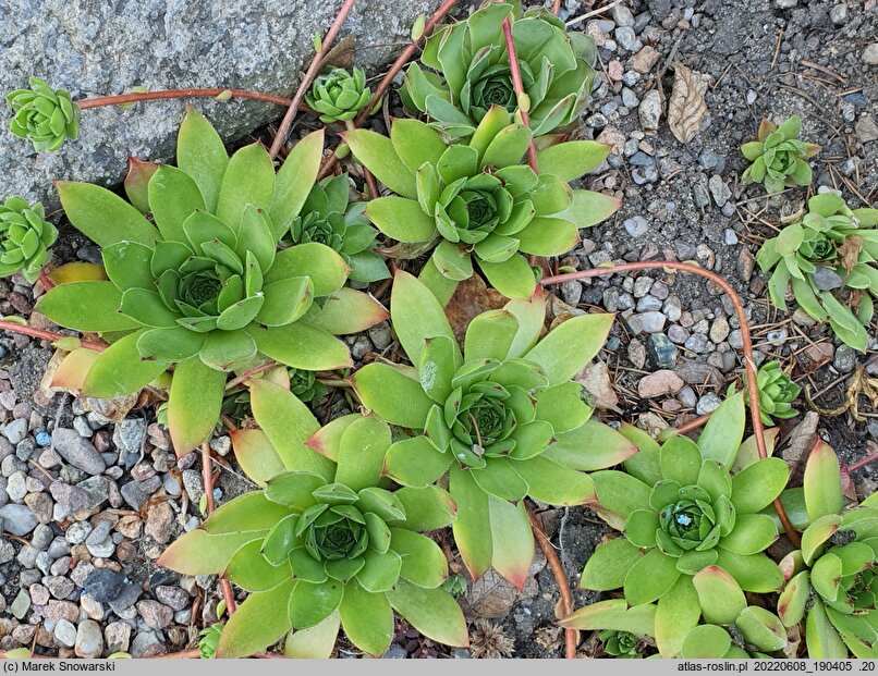 Sempervivum charadzeae