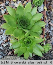 Sempervivum charadzeae
