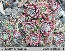 Sempervivum heuffelii (rojnik Heuffela)