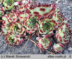 Sempervivum calcareum Mrs Guiseppi